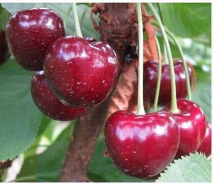 Aywal Attractive Cherry Fruit Seed