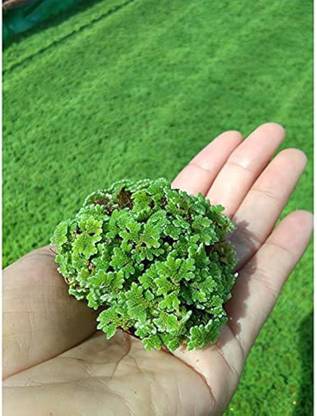 wequality azolla agriculture/azolla seeds 1499 Seed