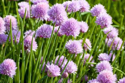 VibeX HUA-82 - Organic Chives - (250 Seeds) Seed