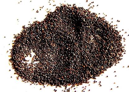 Urancia Samandar Shokh Samundra Sonkh 100g Seed