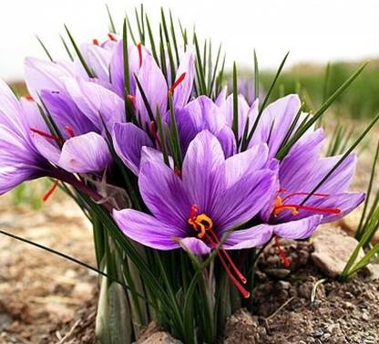 Sapients Shafran Crocus Sativus, saffron crocus, autumn crocus, Saffron Seeds, Saffron Bulbs Seed