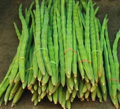 RSLT Drumstick - Moringa Oleifera Seed