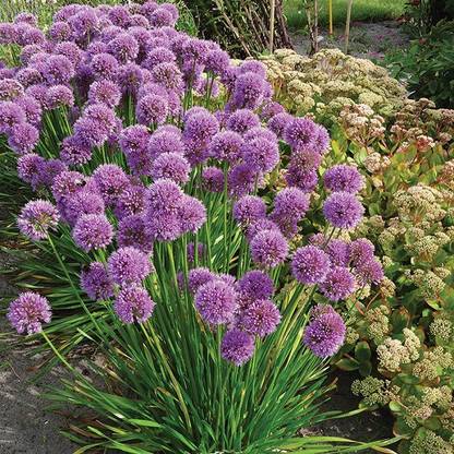 Biosnyg Allium, In Orbit [50 Seeds] Seed