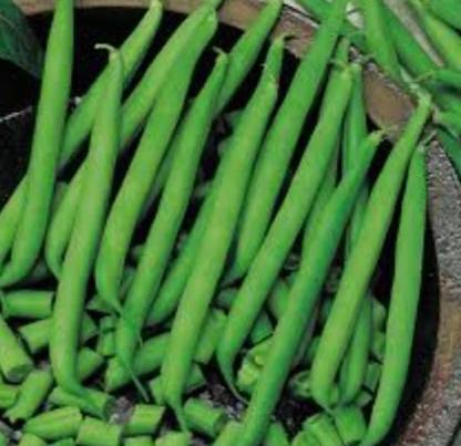 TANCES French Beans Vegetable Plant Seed