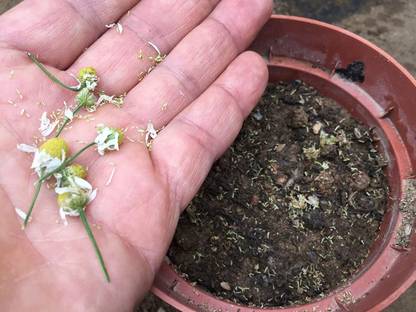 VibeX ® VLR-54 Nobile Roman Chamomile Seed
