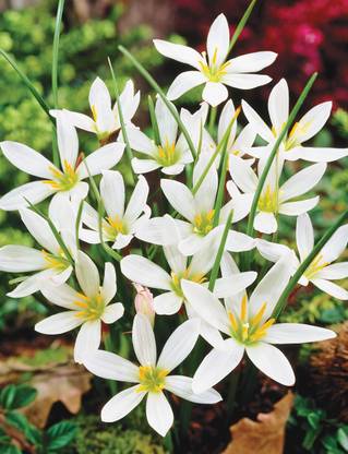 VibeX LXI-39 - White Rain Lily Zephyr Lilies - (180 Seeds) Seed