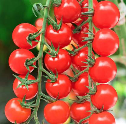Aywal Hybrid Pusa Ruby High Yield Tomato Seed