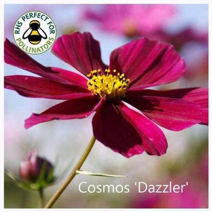 CYBEXIS Cosmos 'Dazzler' Seeds. Dazzler Cosmos Seed