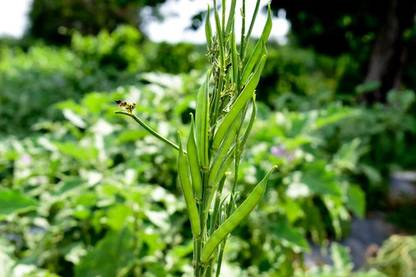 XOLDAA CLUSTER BEANS SEEDS Seed