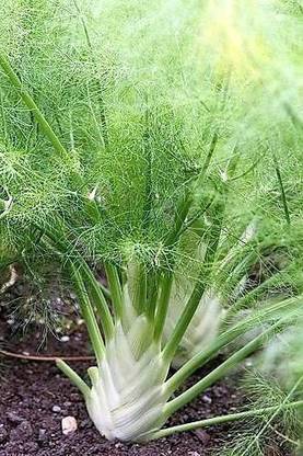 VibeX NBIR-8 - Sweet Florence Fennel - (250 Seeds) Seed
