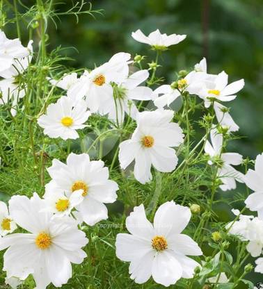 CYBEXIS NDIR-68 - COSMOS - DWARF White - Easy to grow Flowers - (30 Seeds) Seed