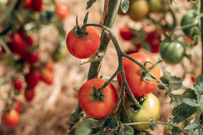 HOLIC STORE tomato Seed