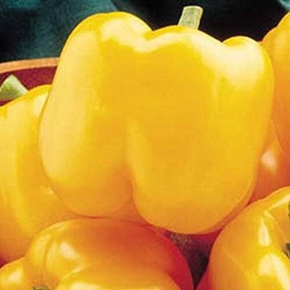 Biosnyg Early Sunsation Capsicum Bell Pepper Seeds-200 Seeds/1gm Seed