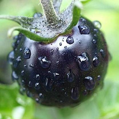 KNESSiN Vegetables Bonsai Tomato-{800 Seeds} Seed