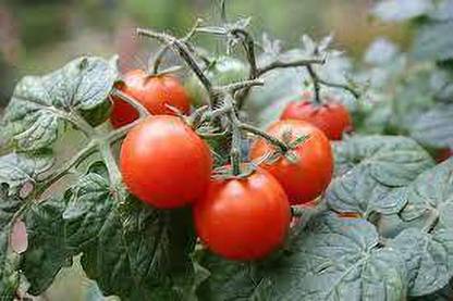 XOLDAA hybrid f1 quality tomato seeds Seed