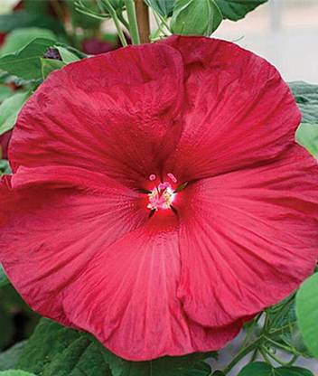 CYBEXIS Hibiscus, Honeymoon Red -50 Seeds Seed