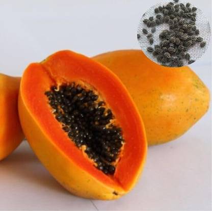 SRKR HARVEST Indian best grow papaya seeds, papaya fruit seed for home garden Seed