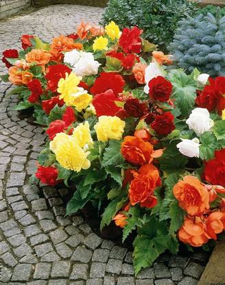 VibeX VVI-72 - Mixed Double Begonia - (30 Seeds) Seed