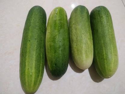 Aywal brid Vegetable Seed