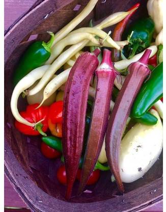 Quentova Red Burgundy Okra Seeds-UK-9D Seed