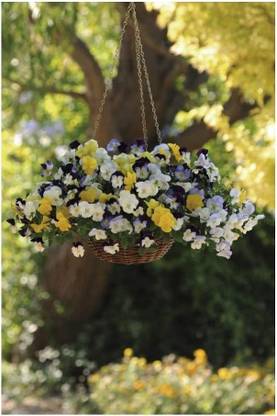 CYBEXIS Pansy Trailing Winter Flowering - Cool Wave Mixed Seed