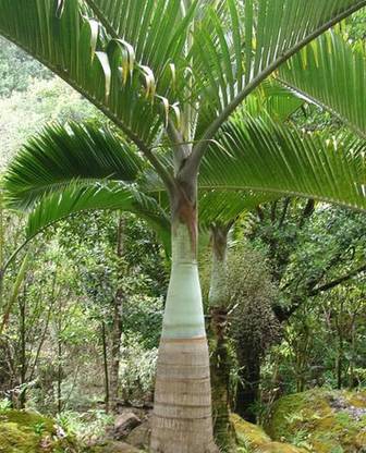 BDSresolve palm tree seeds/palm seed 10 Seed