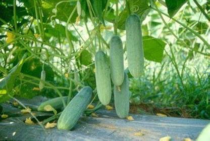 BDSresolve Thabi Kankri seeds/ Cucumber seeds 34 Seed