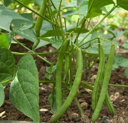 Aywal Beans/French Beans Seed