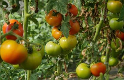 Megha Fish Farming tomato Seed