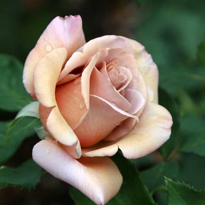 ACMS Hybrid COCA Tea Rose Seed