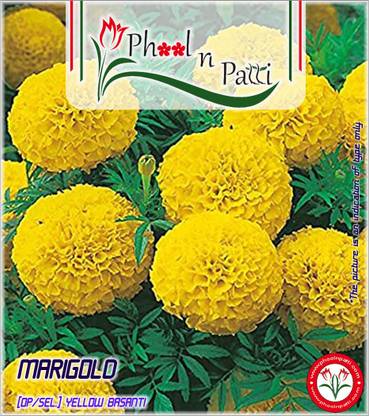 Phool n Patti MARIGOLD YELLOW BASANTI [HOME GARDEN ECO PACK OP AVG 50+ SEEDS] Seed