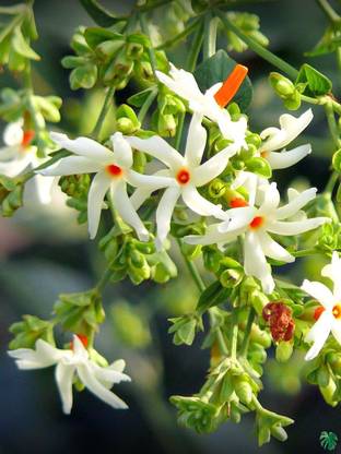 Seedsqlty Jasmine flower seeds Seed