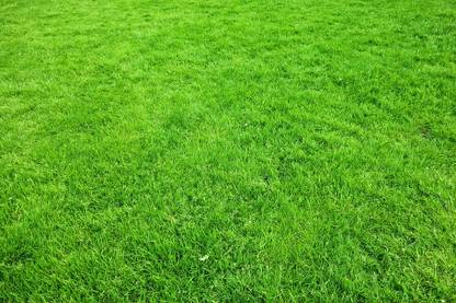 Arshiayat Bermuda Grass Seed