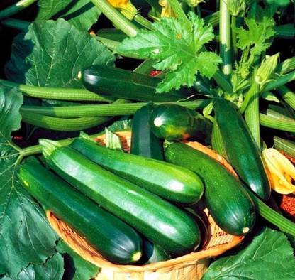 Aywal English Cucumber F29 Seed