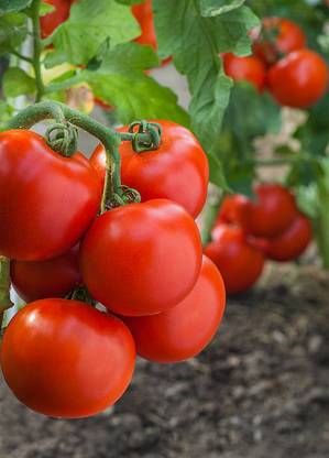Herbex tomato Seed