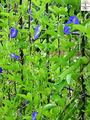 Kapebonavista Asian pigeonwings Butterfly Pea Clitoria ternatea Living Plant with Poly Bag Seed