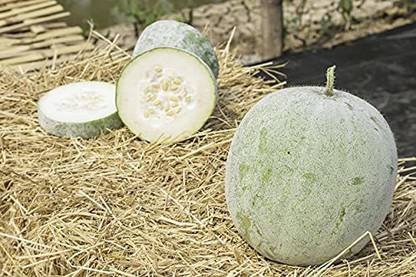 Aywal Ash Gourd Hybrid Mitahi Petha Seed
