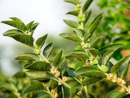 wequality ashwagandha seeds australia/ashwagandha seeds for plantation Seed