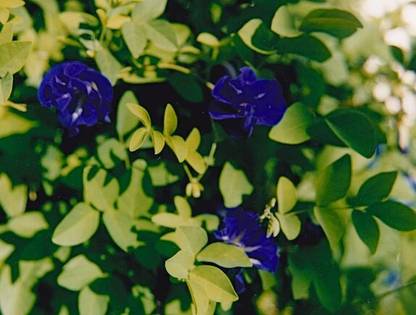 ASPEN Blue Colour Sangu Poo Vidhaigal | Sangu Pushpam Seed
