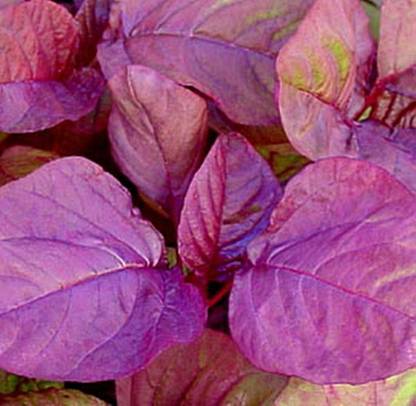 Hmr Amaranth Chinese Spinach Asia Red Vegetable Seed
