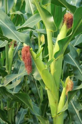 jenric Organic maize seeds, Corn seeds, Makka ka beej, Hybrid Deshi maize seeds Seed
