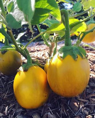 KNESSiN Yellow Brinjal Vegetable Seeds-[5gm] Seed