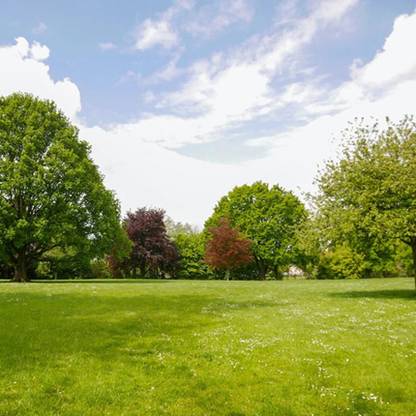 naturehils Mexican Lawn Grass, Grass Seed for Gardening, Lawn Grass Seed