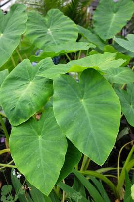 Aywal Arbi Taro root Outdoor Gardening vegetable Bulbs Seed