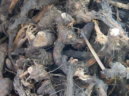 Urancia Nut grass Mustak Nagarmotha Motha Nagarmotha Cyperus Rotundus 150gm Seed