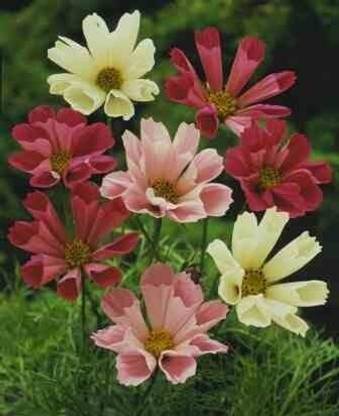CYBEXIS Cosmos bipinnatus 'Seashells Mix ' / Hardy Annual/Seeds Seed