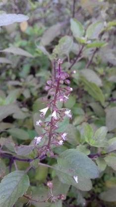 SUNWAN Thai HOLY BASIL Tulsi Ocimum Sanctum Tenuiflorum Herb Seed