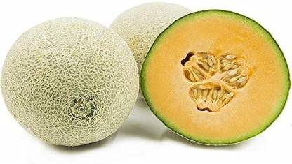 KNESSiN Muskmelon/Yellow Melon - Yellow Melon-{400 Seeds} Seed