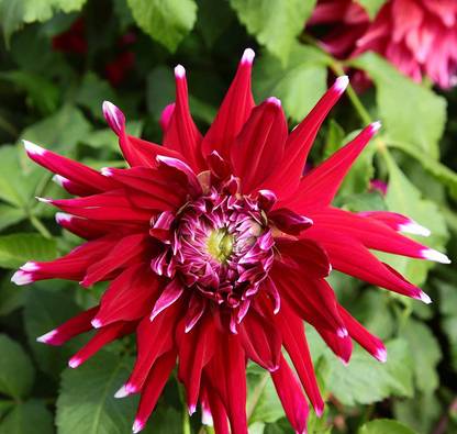 VibeX PAU-79 - Mix Color Rare Dahlia - (540 Seeds) Seed