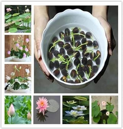 Agri care bowl lotus seeds, japanese bonsai, mini lotus flower seeds for indoor planting Seed